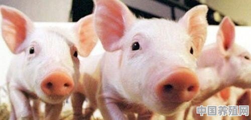 专家说非洲猪瘟淘汰产能明显，明年生猪价格有望走出低谷，2019年养猪能挣钱吗 - 中国养殖网