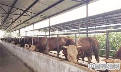 圈养肉牛如何补充维生素 - 中国养殖网