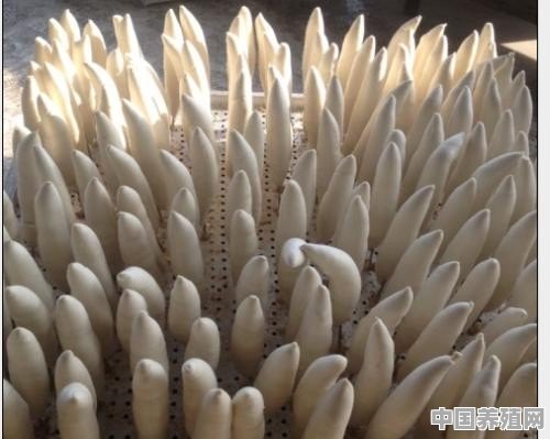 这种长长的“山东馒头”出名吗 - 中国养殖网