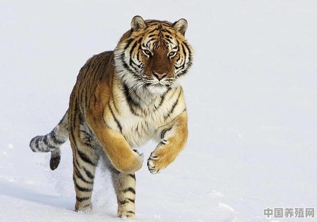南美洲野外没有老虎生存吗，为什么 - 中国养殖网