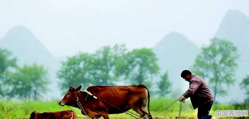 为什么现在的农村养耕牛的越来越少了 - 中国养殖网