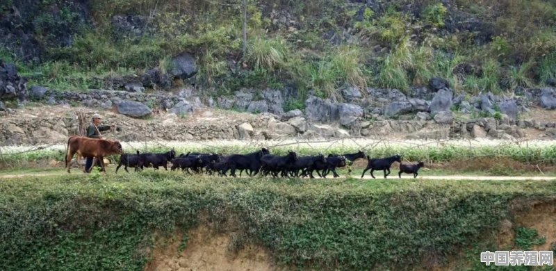 养羊省钱的五种方法是 - 中国养殖网