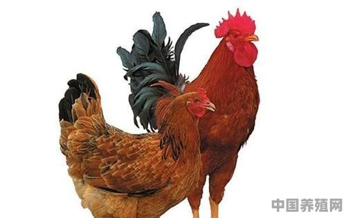 当前市场上销售的所谓土鸡和农村自己养的土鸡有什么分别 - 中国养殖网