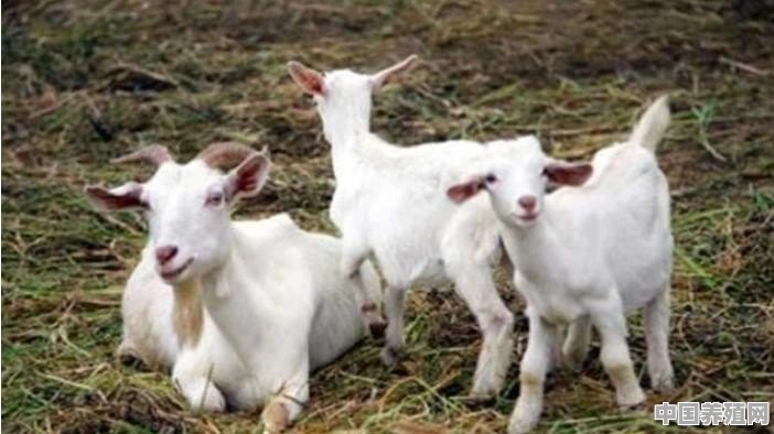 如何鉴定山羊的年龄？一个人能养殖多少只山羊 - 中国养殖网