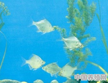 梅州兴宁哪里有钓鱼的地方 - 中国养殖网