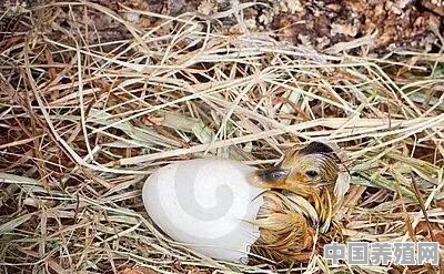 用老母鸡孵红头鸭种蛋多少天出壳 - 中国养殖网