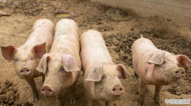 育肥猪一个自动料槽供多少猪吃合适 - 中国养殖网