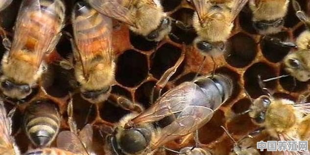 中蜂养殖，如何培育一个优质杂交王？如何饲养才能让杂交王发挥优势呢 - 中国养殖网