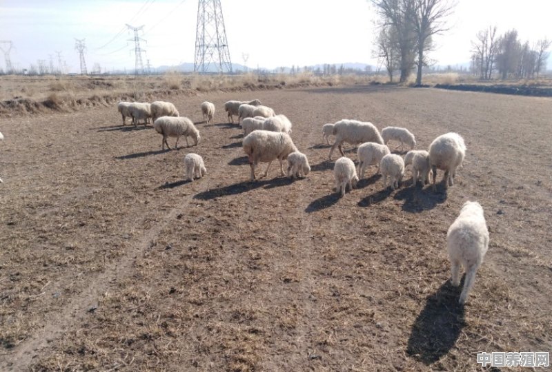 养100头羊自己种植材料大概年收入多少 - 中国养殖网
