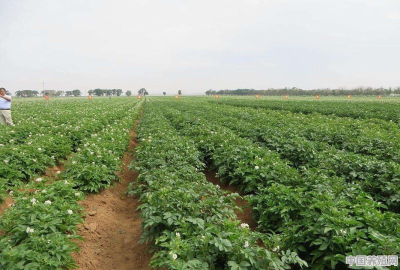 如何种土豆 - 中国养殖网