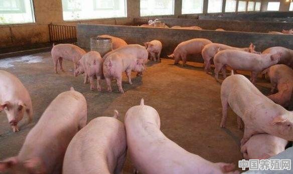 想养猪，猪圈怎么盖好 - 中国养殖网
