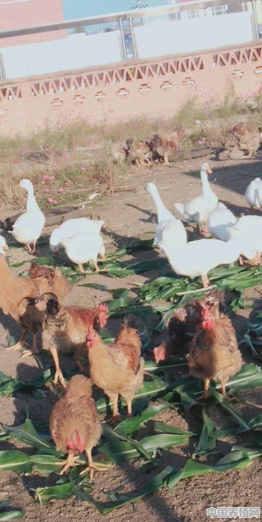 想在家开一个养鸡场，却不知道从哪里入手，谁来指点迷津 - 中国养殖网