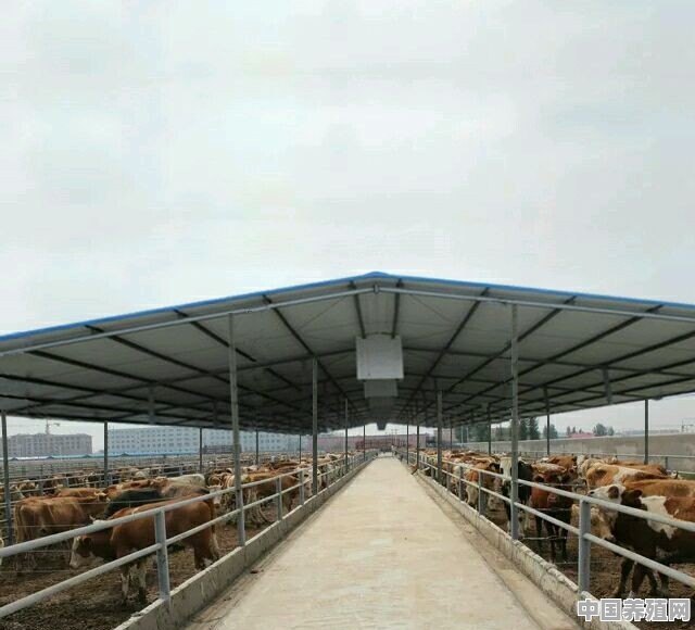 养牛怎样才能规模化 - 中国养殖网