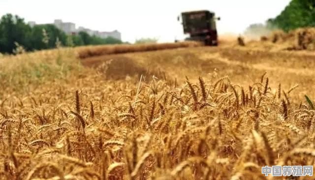 今年小麦多少钱一公斤 - 中国养殖网