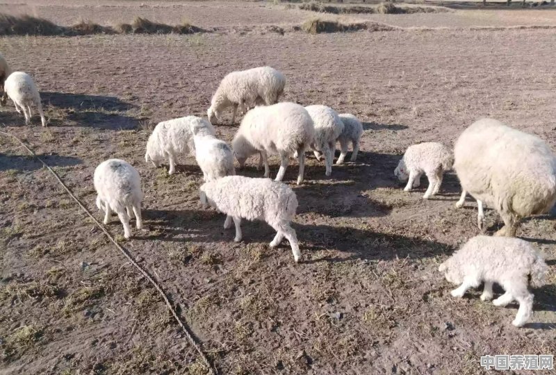 一般羊都打什么预防针 - 中国养殖网