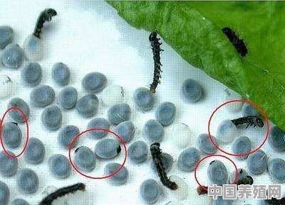 蚕卵怎么孵化 - 中国养殖网