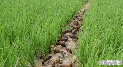 在稻田养鸭是否可行？如何做到水稻不减产 - 中国养殖网