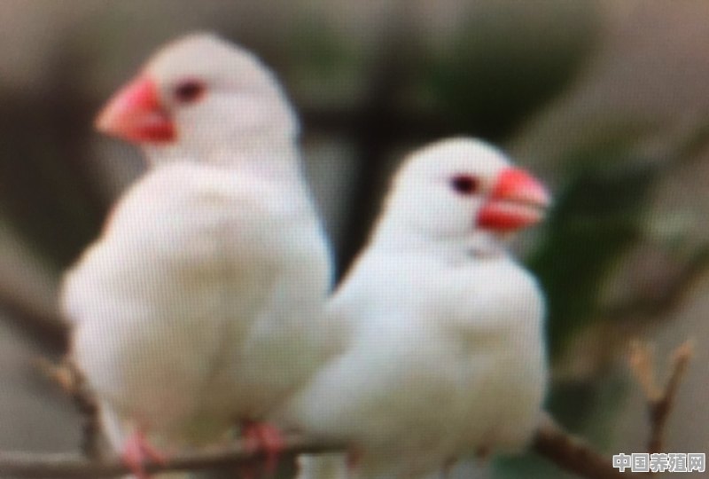 除了鹦鹉，有哪些不贵、好养的鸟 - 中国养殖网
