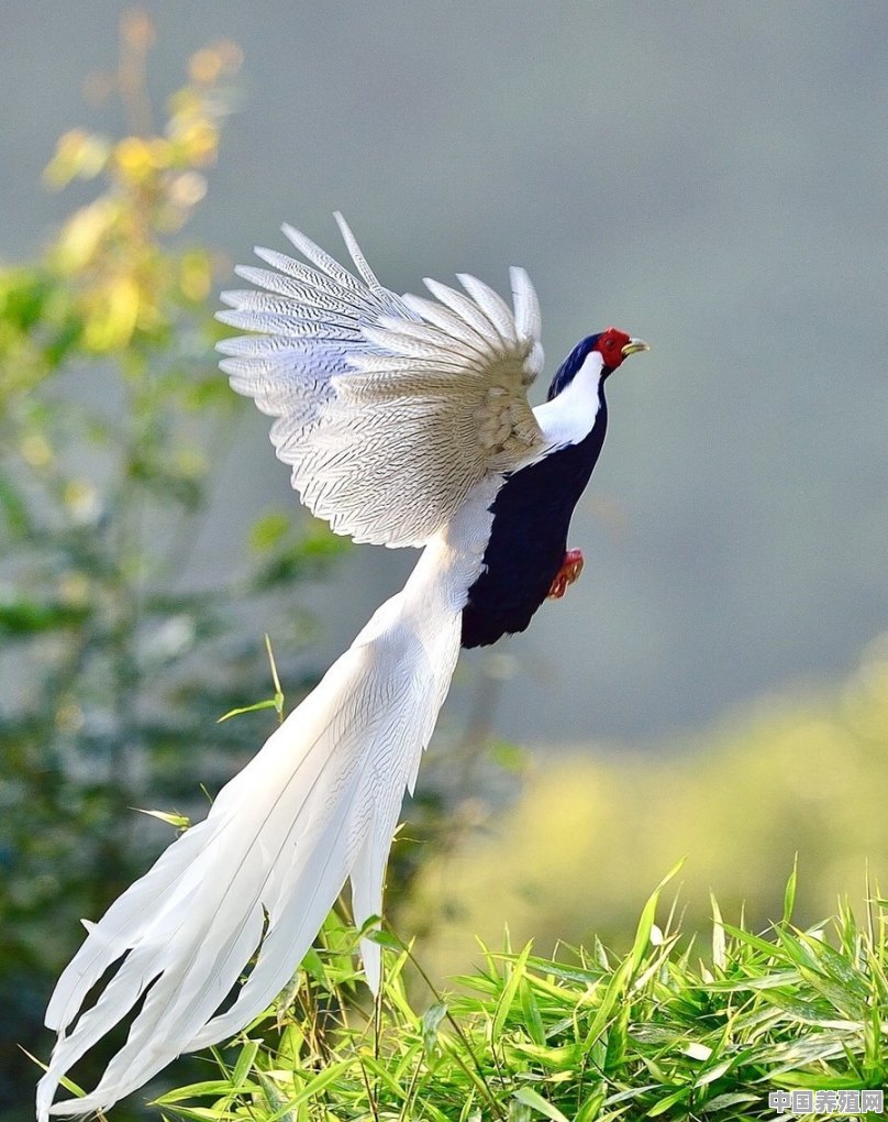 黑身白尾象凤凰的是什么鸟 - 中国养殖网