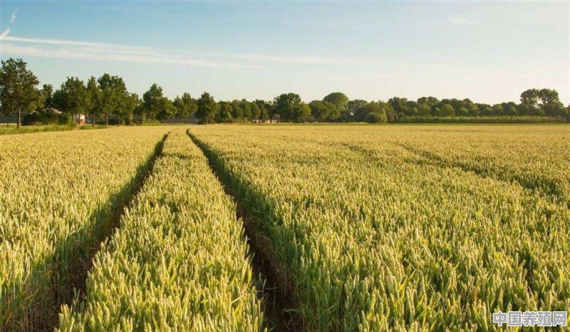 小麦的种植与管理技术 - 中国养殖网