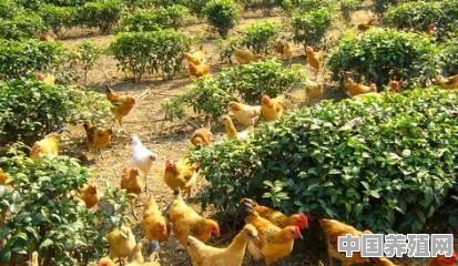 养鸡怎么起步 - 中国养殖网