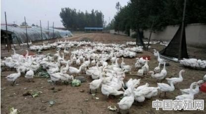 养殖50大骗局揭秘养鹅先养后回收时付饲料费是真的吗 - 中国养殖网
