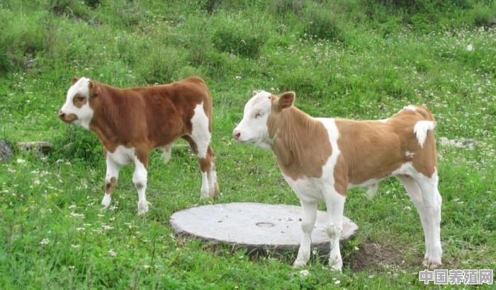 牛犊子价格接近万元，养牛还有赚头吗 - 中国养殖网