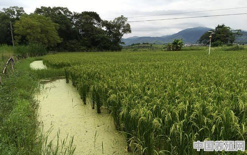 水稻田里养有禾花鱼，水稻要打农药，禾花鱼会死吗 - 中国养殖网