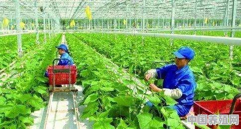 农民工如何在家创业 - 中国养殖网