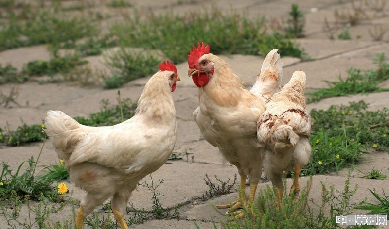 家养鸡突然几只攻击一只怎么回事 - 中国养殖网