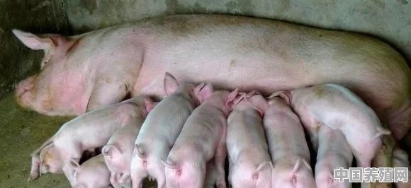 为什么现在养猪的人越来越多，养猪市场到底有多大 - 中国养殖网