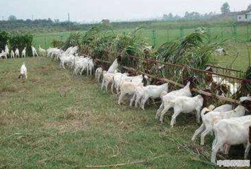 在农村养十只母羊，一年能挣多少钱 - 中国养殖网