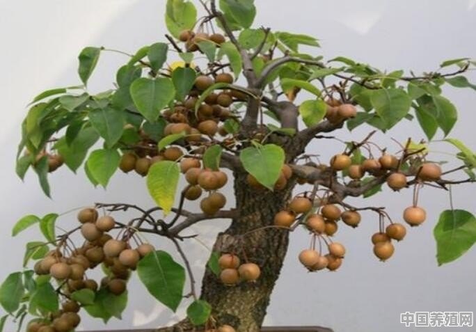 美丽的棠梨盆景，棠梨该如何种植？如何维护和保养呢 - 中国养殖网