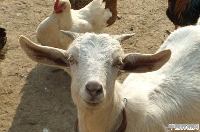 吐鲁番地区发酵床养牛如何克服大量的粪便 - 中国养殖网