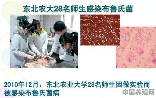 牛羊的布鲁氏杆菌病如何防控 - 中国养殖网
