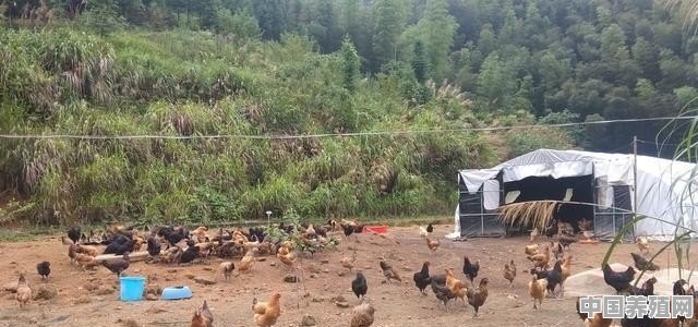 本人有十亩林地，想搞绿色土鸡养殖，市场大吗 - 中国养殖网