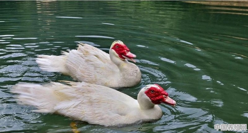 鸭子如何做好生态放养？目前市场上有哪几种养鸭模式 - 中国养殖网
