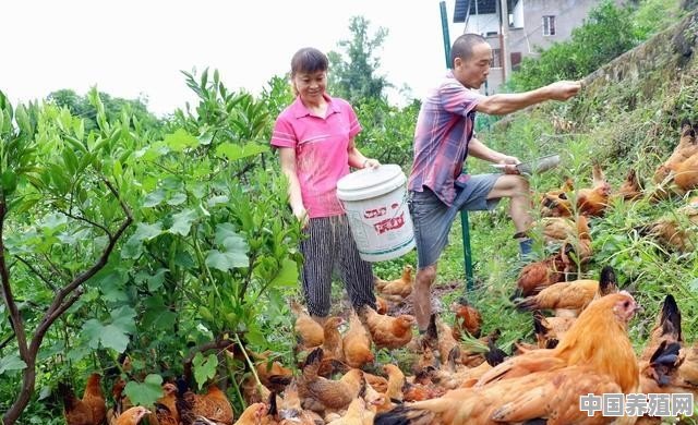 生态土鸡怎么卖合适 - 中国养殖网
