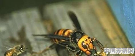 怎么灭金环蜂 - 中国养殖网