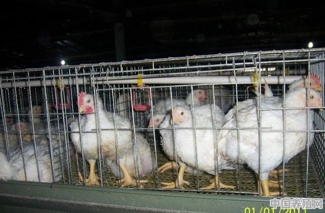 为什么现在很多人都搞笼养鸡 - 中国养殖网