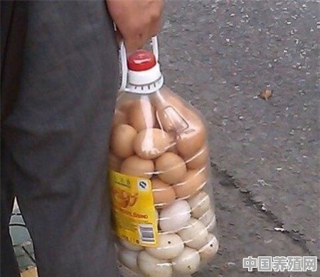 鸡蛋怎么放进油桶 - 中国养殖网