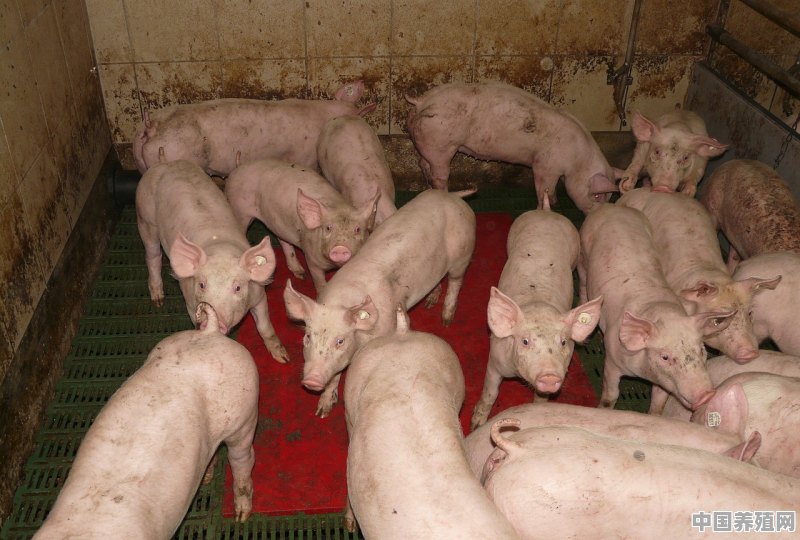 冬天养殖的小猪应该怎样预防疾病和度过寒冷的冬天 - 中国养殖网
