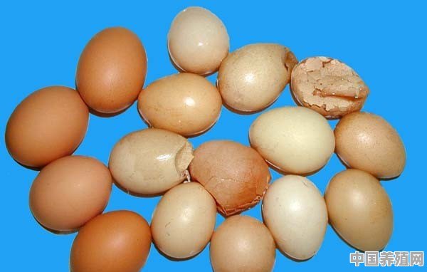 圈养鸡下软壳蛋，面积十五平米左右养了二十只鸡，平时喂谷子.谷糠.包谷粉和青菜.该怎么办 - 中国养殖网