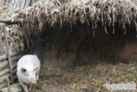 土圈养猪怎么样 - 中国养殖网