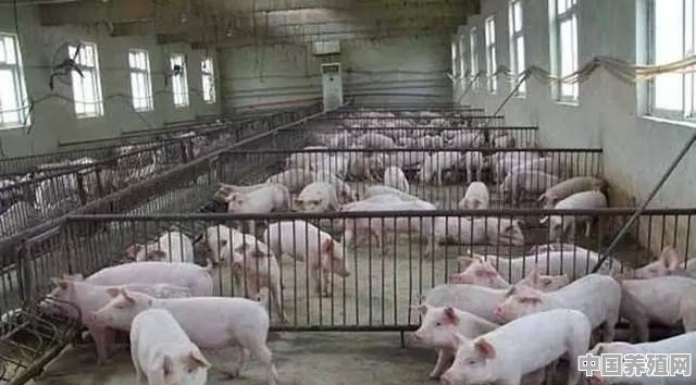 农村养猪，你觉得是多头一起养好，还是单独养好 - 中国养殖网