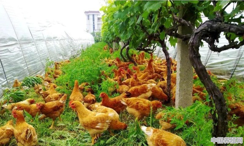 农村养殖户怎样在夏季预防家禽中暑 - 中国养殖网