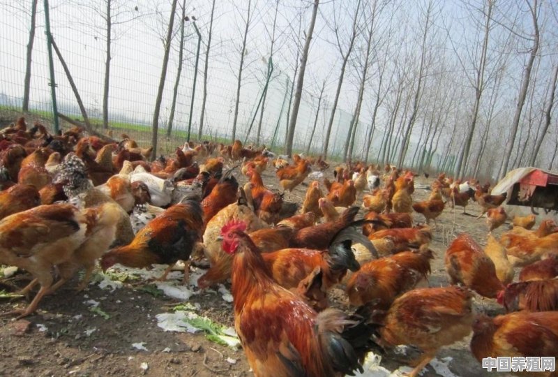 我想养鸡不知道是圈养好，还是散养好 - 中国养殖网