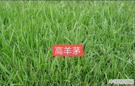 养羊需要种什么牧草种子 - 中国养殖网