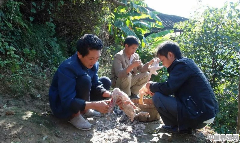 中元节到了，农村里通常会吃鸭子，有什么方法去鸭毛又快又方便 - 中国养殖网