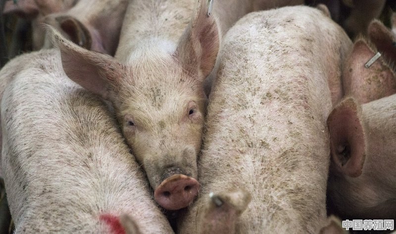 猪的病毒性腹泻如何治疗 - 中国养殖网